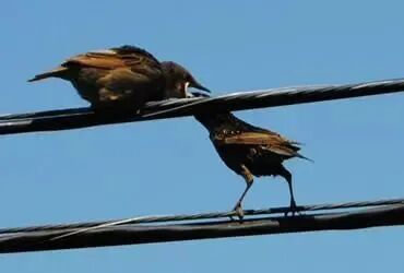 鸟儿站在高压线上，为什么不会触电？的图29