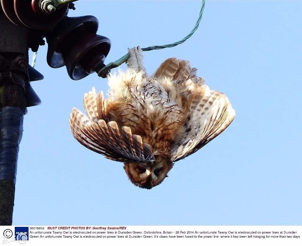 鸟儿站在高压线上，为什么不会触电？的图30