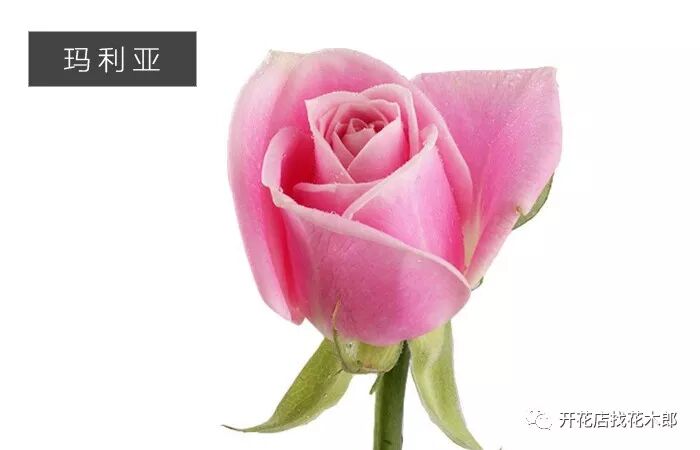 花木郎：会变色的粉玫瑰玛利亚，其实是一个男人的名字？