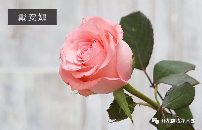 花木郎：会变色的粉玫瑰玛利亚，其实是一个男人的名字？