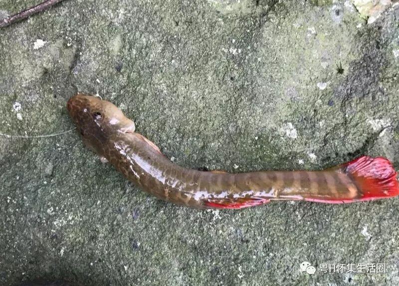 叫"红尾副鳅",生活在山清水秀的山沟水潭石缝里(如蓝钟古城岳山河道)