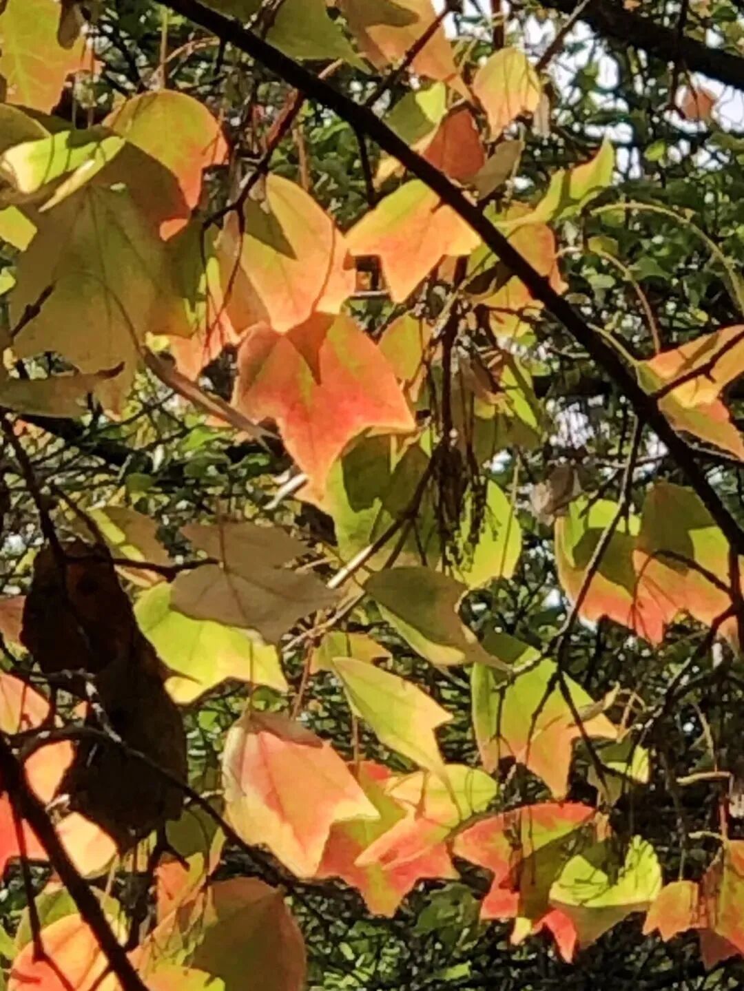 林间树色半丹枫 全网搜