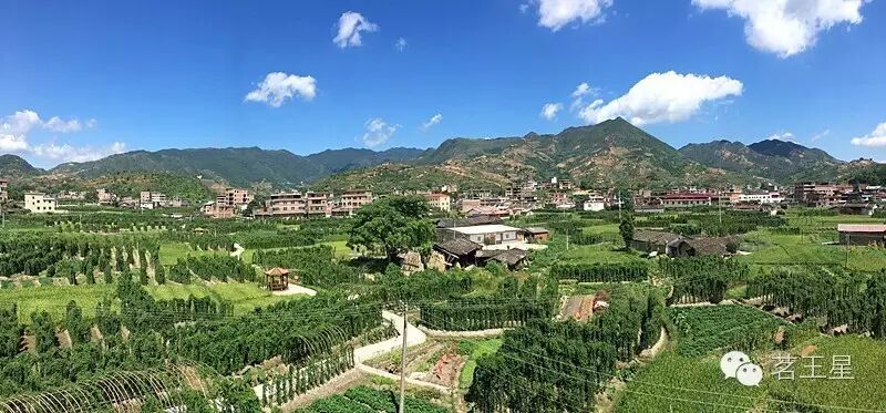 迷恋长坑山格,一半是茶山,一半是淮山