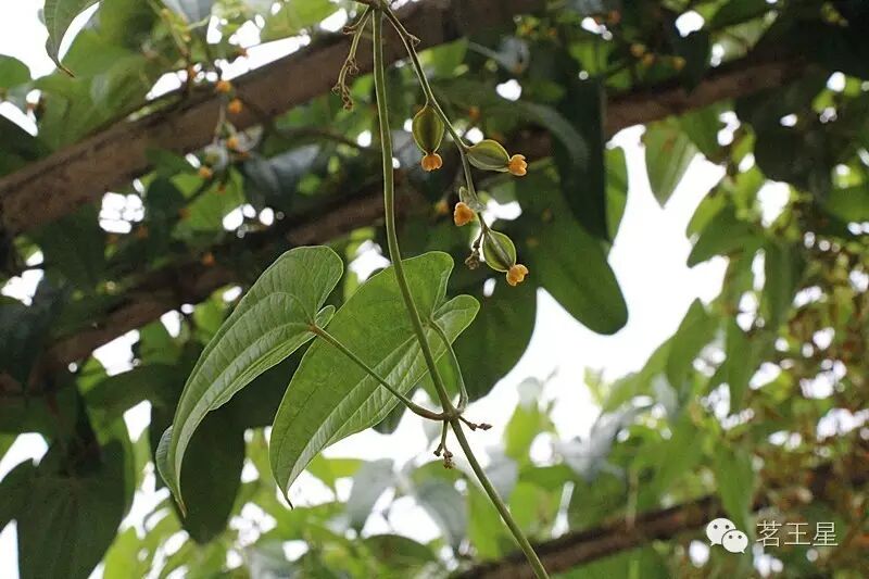 淮山藤上,总要开很多花,结很多籽 延续着祖先满堂儿孙的梦想 这不堪的