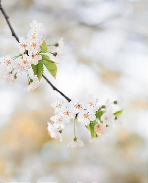 葬花辞_顾辞远最后醒了吗_葬花辞最后一句