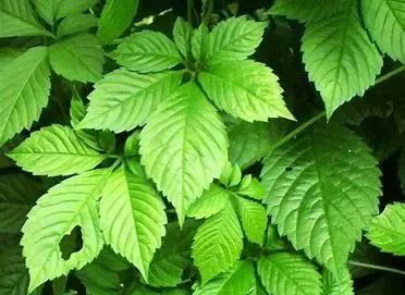 绞股蓝（全国中草药汇编、中药大辞典、中华本草）