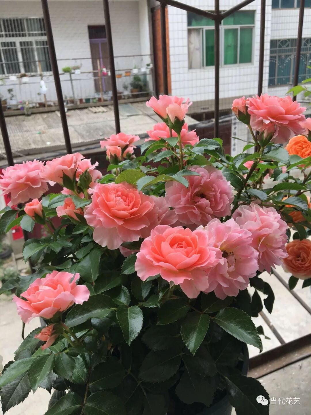 入冬后月季花怎么养？月季花如何才能开爆花？这三点很关键！