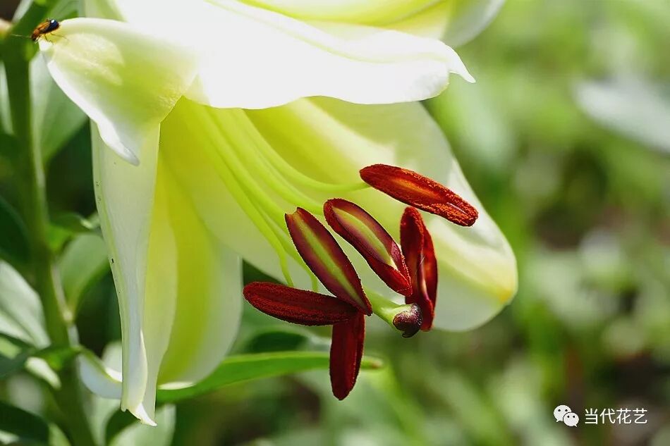 百合花雄蕊雌蕊到底该剪哪一个 百合花剪蕊有什么影响 当代花艺 微信公众号文章阅读 Wemp