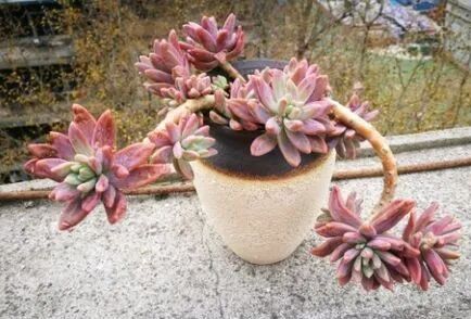 Mmbiz Qpic Cn Mmbiz Jpg Nibiaiz1sjnltwicltae40i