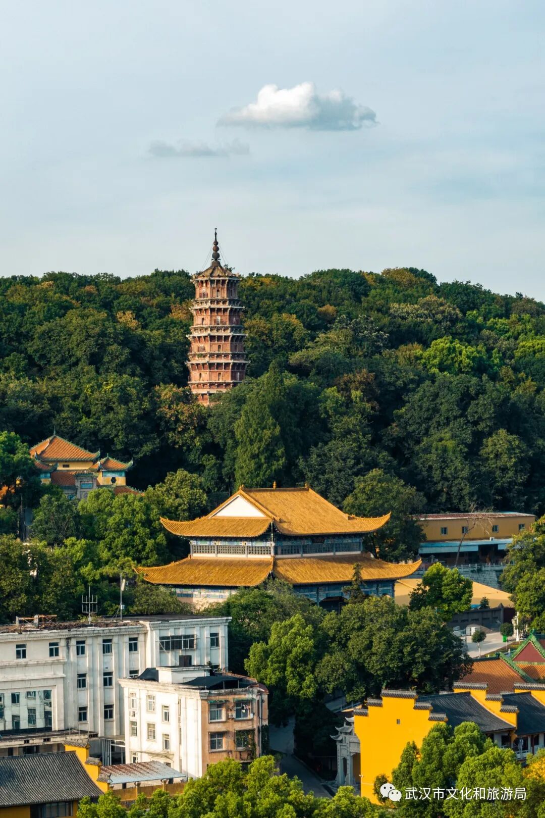 岳飞在武汉种下的树藏在这片山林