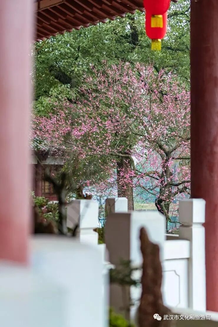 旅游 最全赏花指南 请查收 湖北发布 微信公众号文章阅读 Wemp