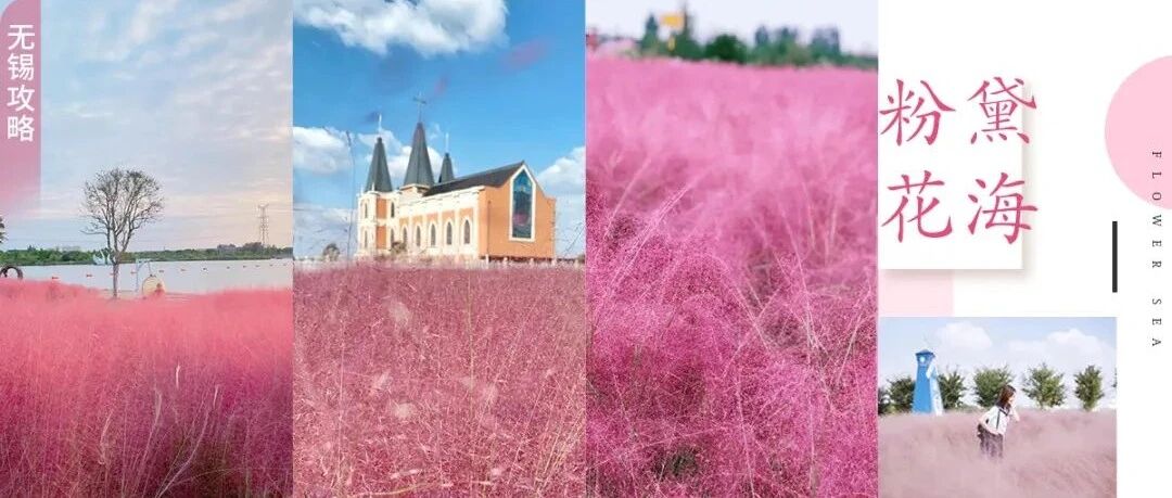 上线！粉色花海！