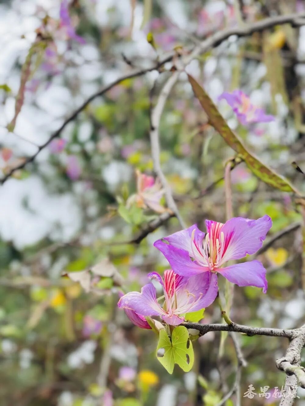春花烂漫