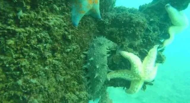 海参“小小”只，本领却“大大”的！