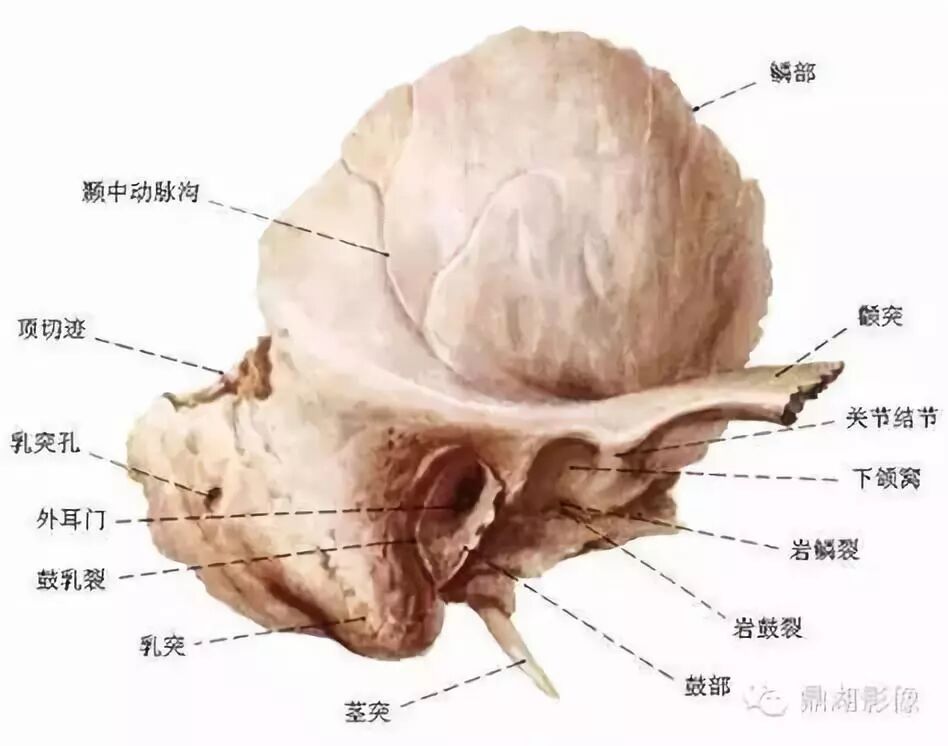 目的是平衡中耳腔的压力,使中耳腔和外耳道的气压一致,保持听骨链和