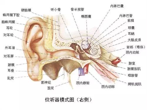 耳胀耳闷症状产生机理浅析
