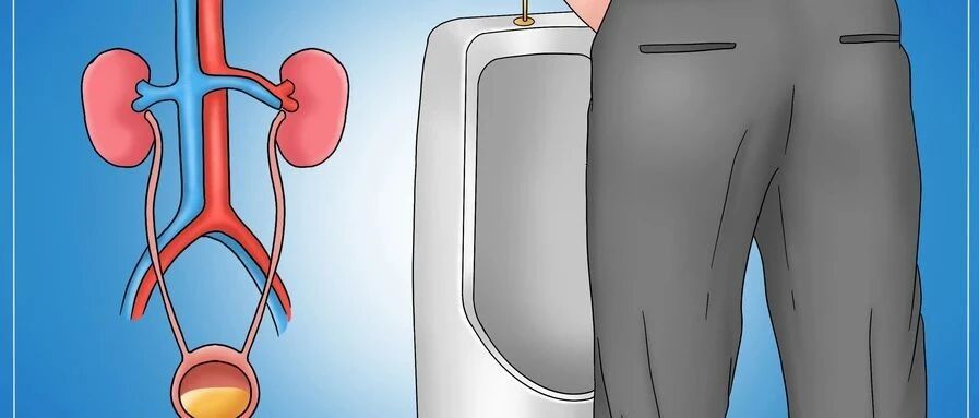 憋 尿 会 死 吗 ？