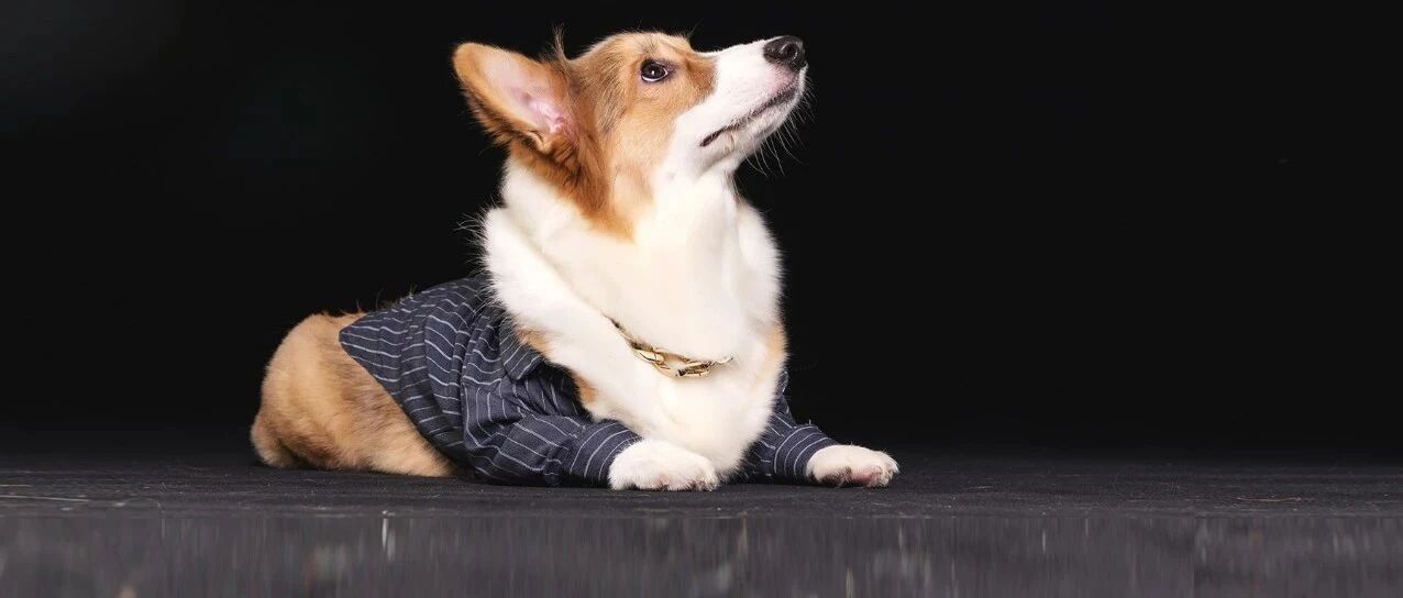 听说宠物看病比人贵，检验费更是贵的离谱？！