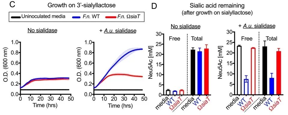 bv唾液酸酶阴性什么意思《PLOS Biology》发文：口腔细菌会引发细菌性阴道病_https://www.jmylbn.com_新闻资讯_第2张