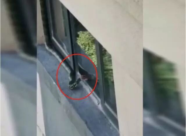 吓人！12层高楼上1.5米长蛇昂着头不停敲窗户