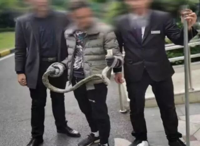 吓人！12层高楼上1.5米长蛇昂着头不停敲窗户