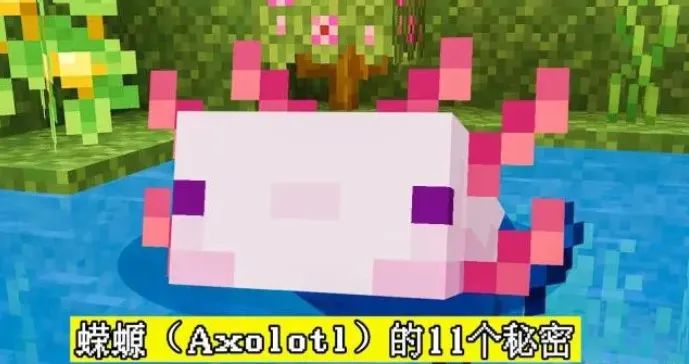 我的世界1.17详解新生物“蝾螈”的11个秘密 会装死还能回血？