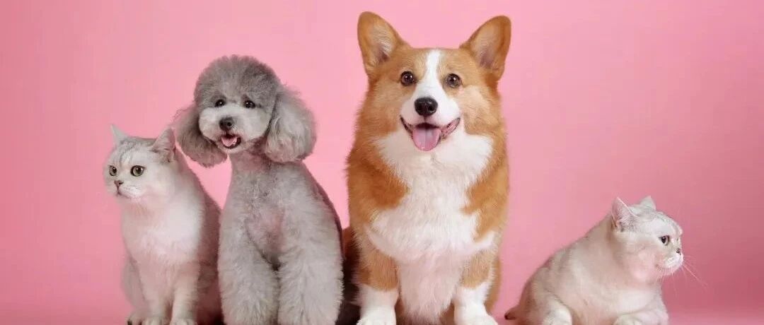 众安宠物险年化保费破亿！90 后贡献宠物医疗险新增量｜动察