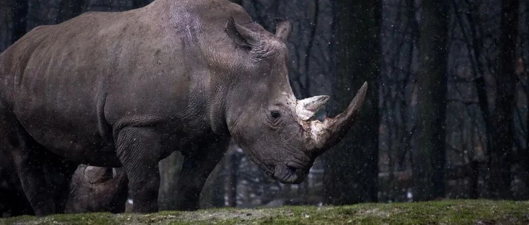 “灰犀牛”终现身：5 家中概股遭 SEC “预摘牌”｜动察