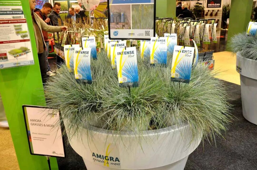 怎么介绍ipm10陈凤翔：10年回眸IPM埃森国际花展有感 ｜ 动态_https://www.jmylbn.com_新闻资讯_第7张