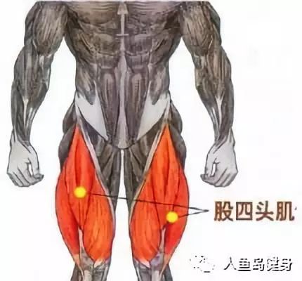 三个肌群。其中大腿的股四头肌，股二头肌，都是腿部肌群最主要的肌肉。2、腹部肌群：是腹部骨骼肌的总称。