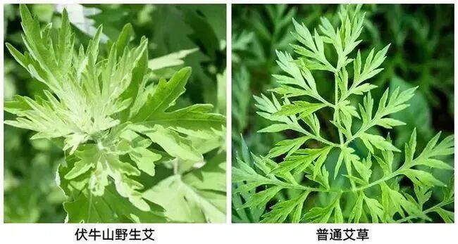 理疗热敷贴怎么贴这个东西是老寒腿克星！每天坚持能让腿脚年轻20岁！_https://www.jmylbn.com_新闻资讯_第25张