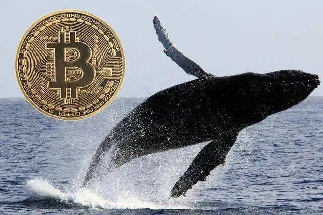 巨鲸损失2.6亿加密货币！ 比特币持有者如何保护他们的财富？