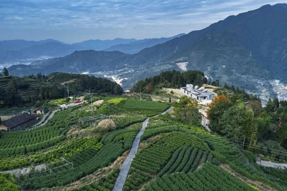 中国名茶地图浙江名茶盘点