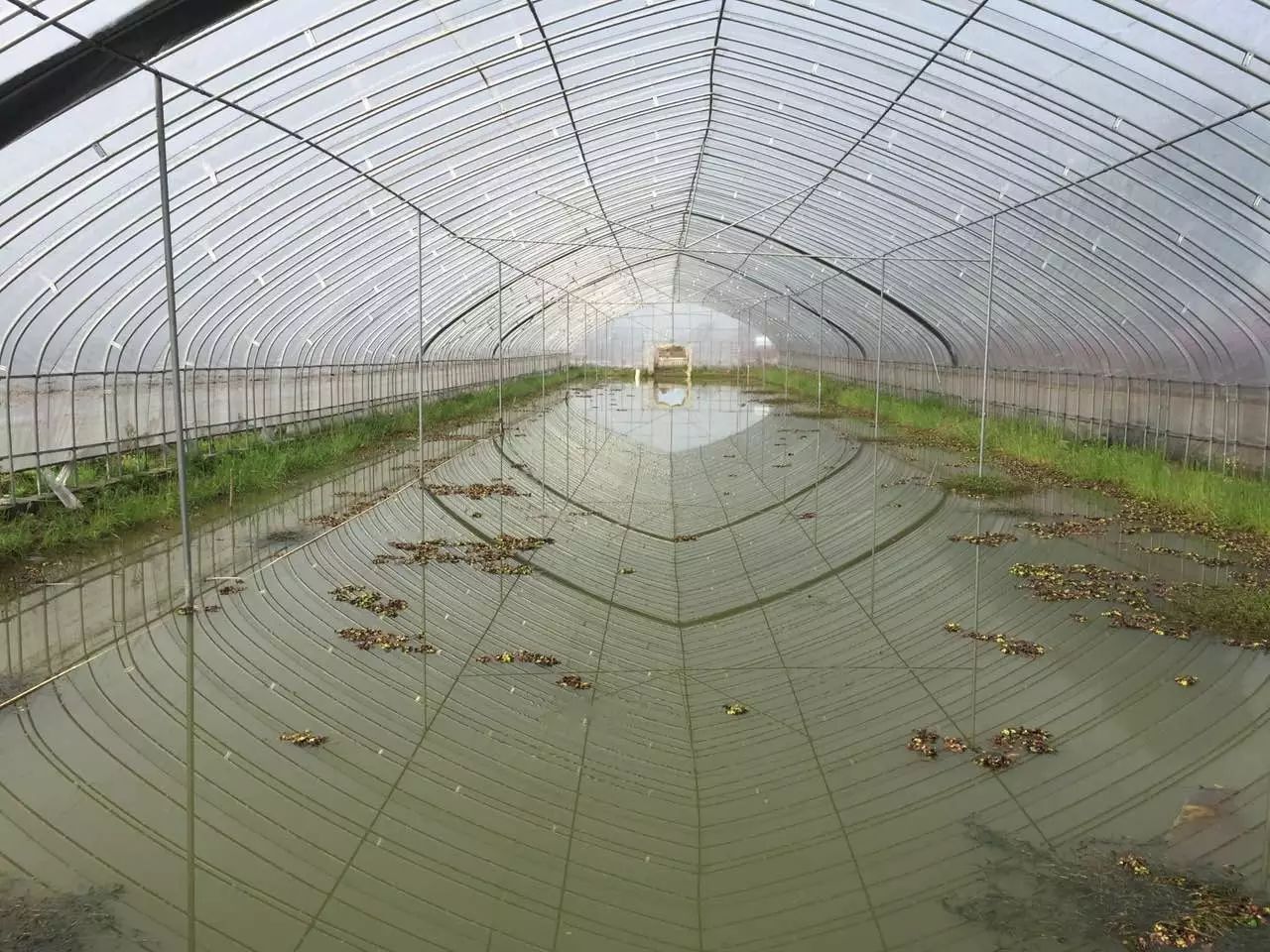 小陈说,大棚里养的虾不光个头大,而且比露天
