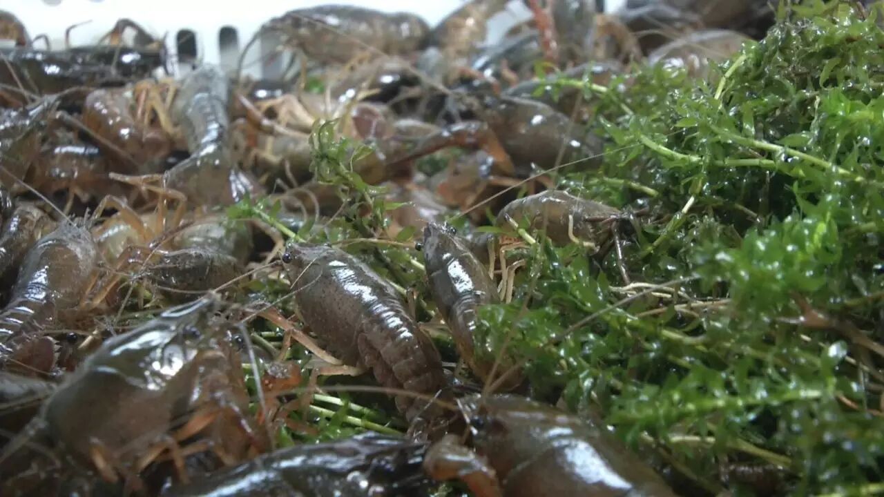 小龙虾这样投苗才能活!|成都水产捕捞联盟