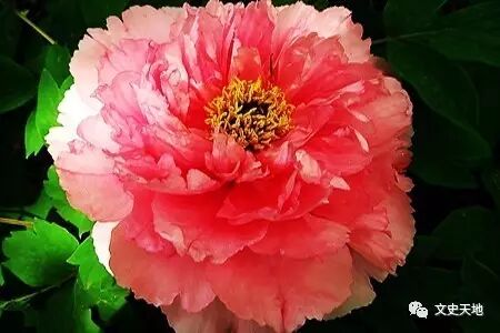 文史知識 古人如何賞花 文史天地 微文庫