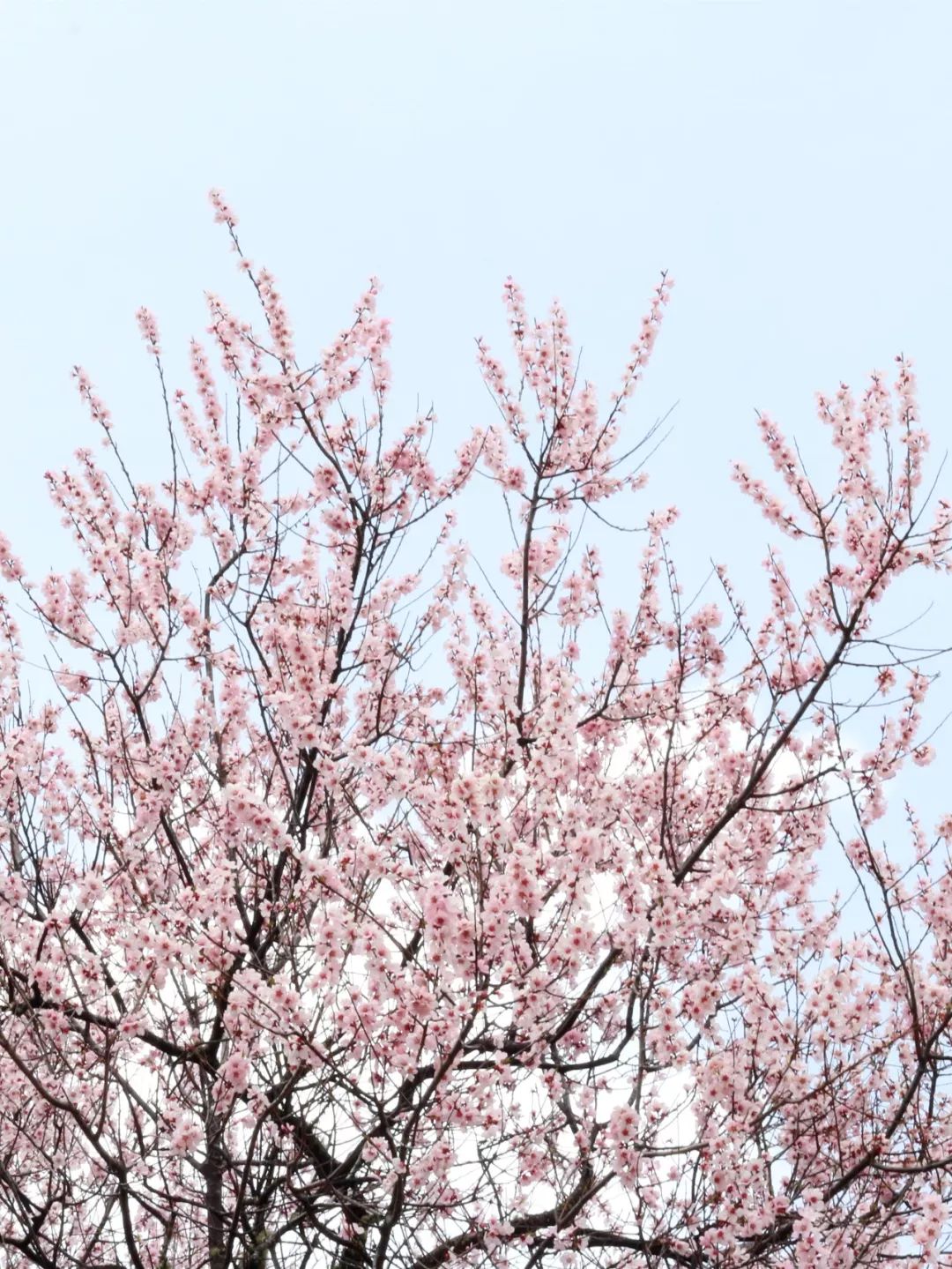 林芝桃花節將於4月2日舉行 旅遊 第11張