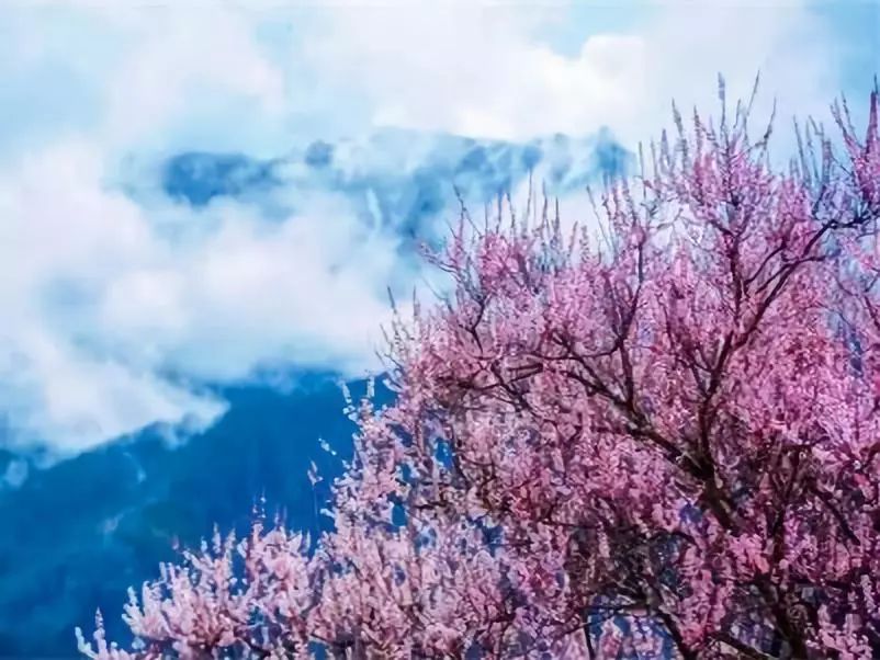 林芝桃花節將於4月2日舉行 旅遊 第13張