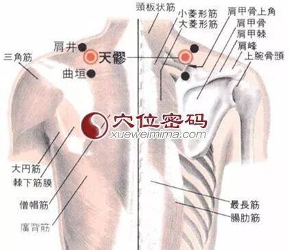 【每日一穴】天髎穴：祛风除湿，通经止痛