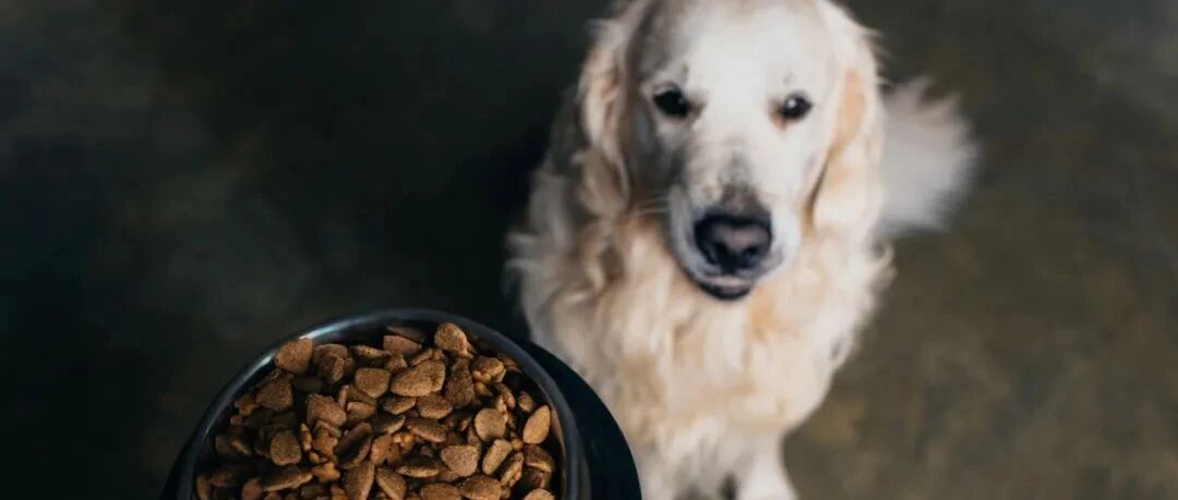 外资霸占宠物产业，中国猫狗为何不爱中国造？