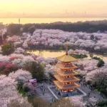 3月18日，武大默默关掉了赏樱通道，市内很多酒店也订不到房间…