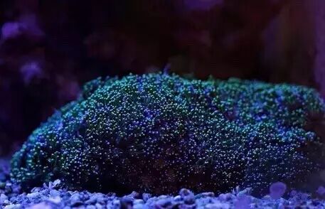 其中zeovit系统需要沸石桶及各种药水,可使开缸时间大为缩减,且有很高