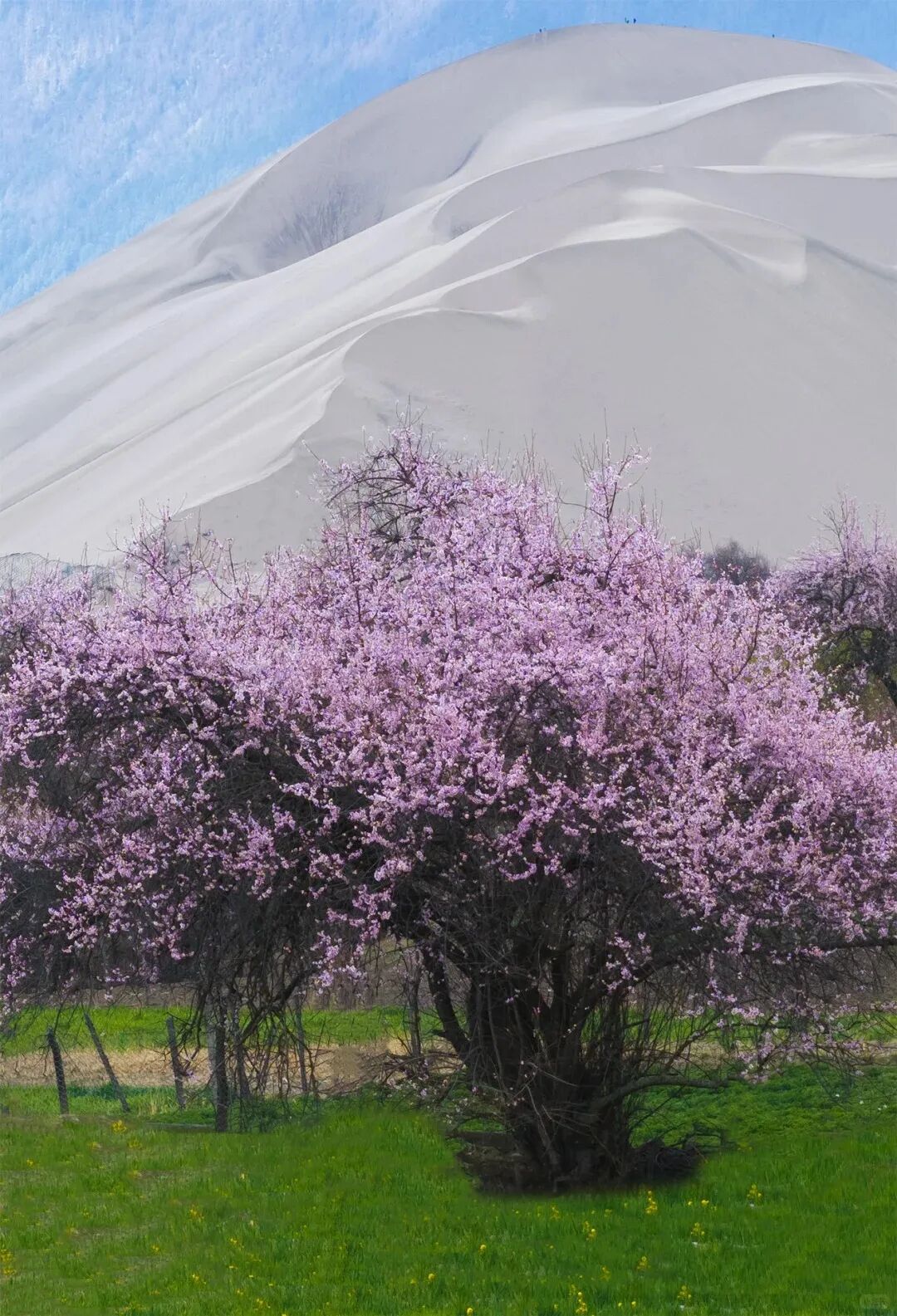 有直飞有高铁！花海美过新疆日本！这座小城凭什么荣登“春日旅行天花板”？