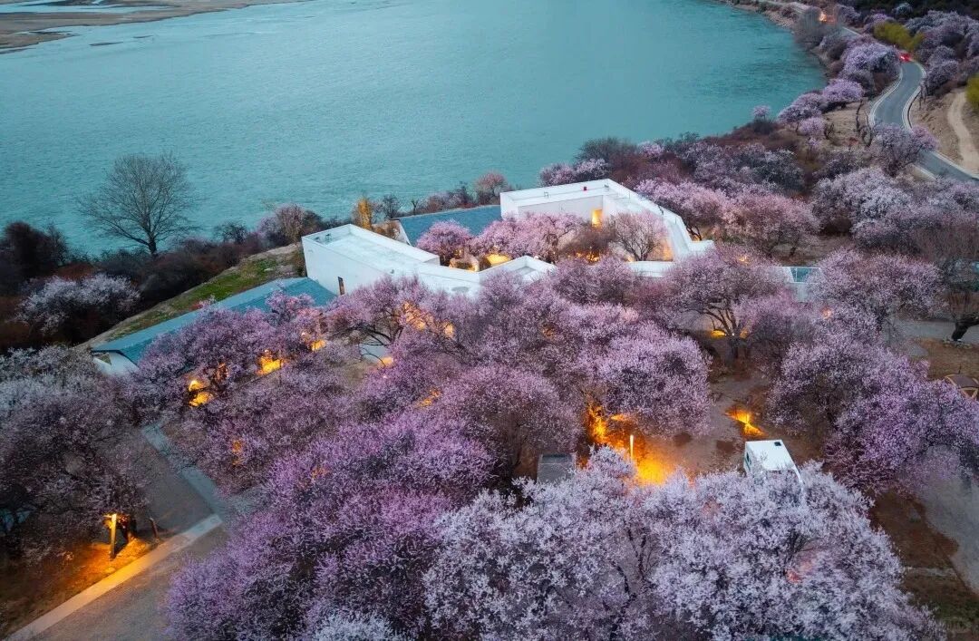 有直飞有高铁！花海美过新疆日本！这座小城凭什么荣登“春日旅行天花板”？