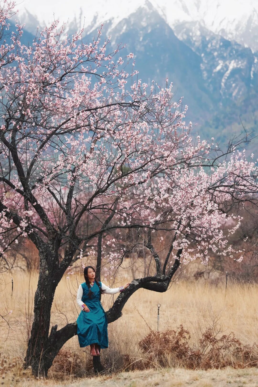 有直飞有高铁！花海美过新疆日本！这座小城凭什么荣登“春日旅行天花板”？