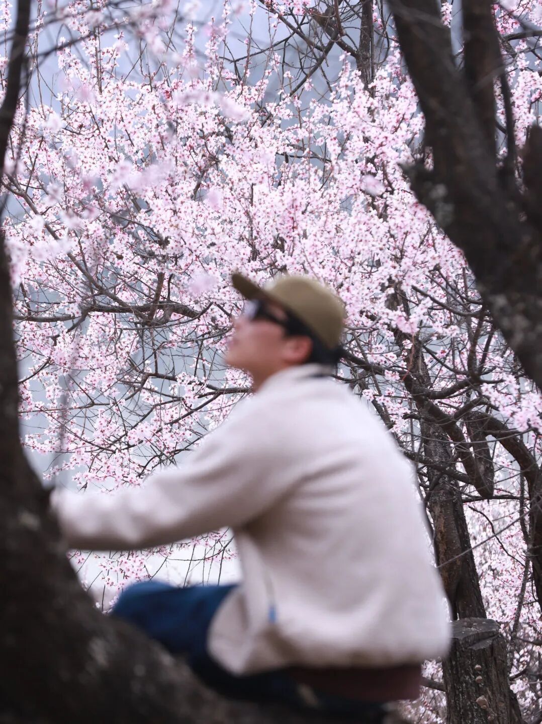 有直飞有高铁！花海美过新疆日本！这座小城凭什么荣登“春日旅行天花板”？