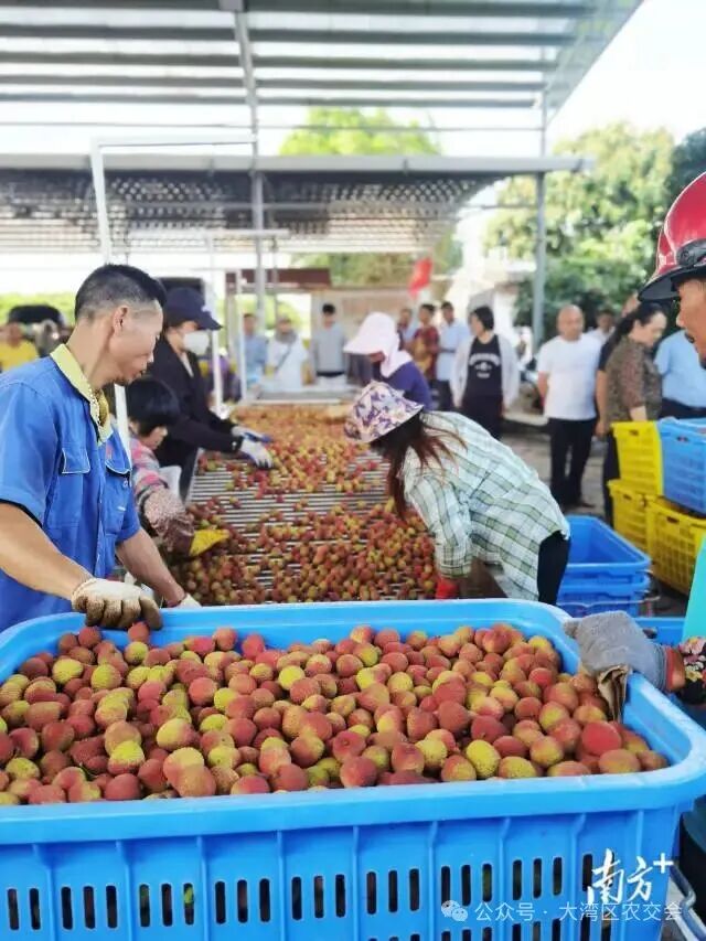 基地直采阳江新鲜荔枝，24小时内便可直达钱大妈全国各地门店。
