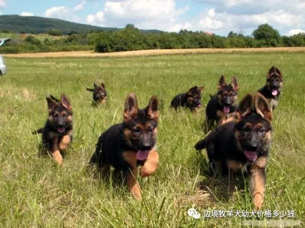 东德牧羊犬多少钱一只双血统东德牧羊犬幼犬价格报价