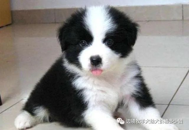 边牧价格纯种双血统边牧幼犬价格多少钱一只