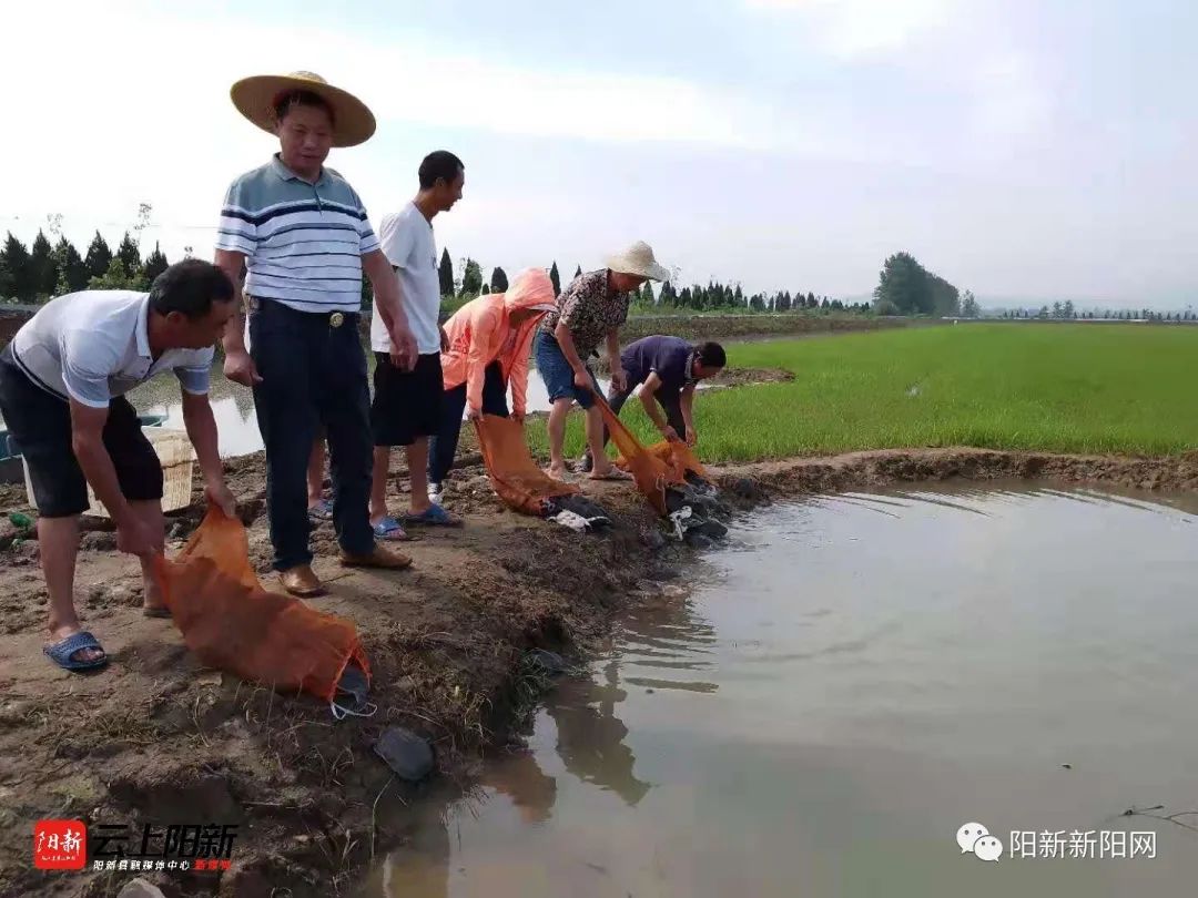 致富经养泥鳅视频播放_泥鳅养殖户抱团致富_致富经泥鳅